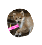 たろうのすたんぷ（個別スタンプ：16）