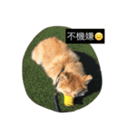 たろうのすたんぷ（個別スタンプ：20）