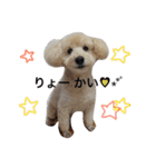 トイプードル♡レオ（個別スタンプ：1）