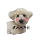 トイプードル♡レオ（個別スタンプ：3）
