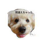 トイプードル♡レオ（個別スタンプ：5）