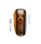 トイプードル♡レオ（個別スタンプ：9）