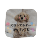 トイプードル♡レオ（個別スタンプ：13）