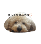 トイプードル♡レオ（個別スタンプ：14）
