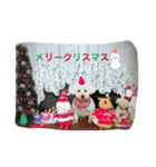 トイプードル♡レオ（個別スタンプ：15）