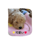 トイプードル♡レオ（個別スタンプ：16）
