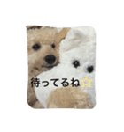 トイプードル♡レオ（個別スタンプ：18）