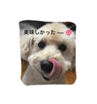トイプードル♡レオ（個別スタンプ：29）