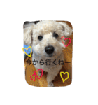 トイプードル♡レオ（個別スタンプ：30）