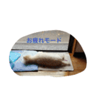 トイプードル♡レオ（個別スタンプ：31）