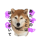 柴犬まりの日々（個別スタンプ：1）