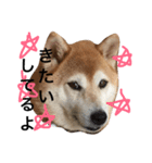 柴犬まりの日々（個別スタンプ：2）