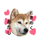 柴犬まりの日々（個別スタンプ：3）
