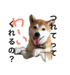 柴犬まりの日々（個別スタンプ：4）