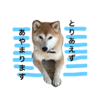 柴犬まりの日々（個別スタンプ：5）