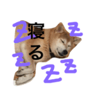 柴犬まりの日々（個別スタンプ：6）