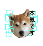 柴犬まりの日々（個別スタンプ：7）