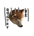 柴犬まりの日々（個別スタンプ：8）