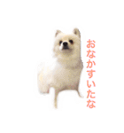 くらたぽてちくん（個別スタンプ：11）