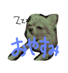 チワワ＆ダックス（個別スタンプ：1）