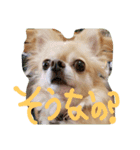 チワワ＆ダックス（個別スタンプ：2）