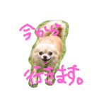 チワワ＆ダックス（個別スタンプ：3）