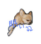 チワワ＆ダックス（個別スタンプ：5）