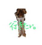 チワワ＆ダックス（個別スタンプ：7）