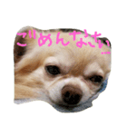 チワワ＆ダックス（個別スタンプ：9）