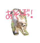チワワ＆ダックス（個別スタンプ：12）