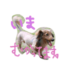チワワ＆ダックス（個別スタンプ：13）