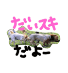 チワワ＆ダックス（個別スタンプ：14）