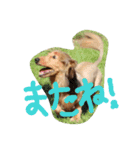 チワワ＆ダックス（個別スタンプ：16）