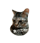mofu  mofu cat（個別スタンプ：1）