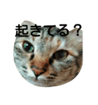 mofu  mofu cat（個別スタンプ：3）