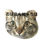 mofu  mofu cat（個別スタンプ：6）
