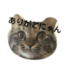 mofu  mofu cat（個別スタンプ：7）