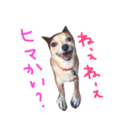 アレンプリ（個別スタンプ：4）