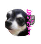 アレンプリ（個別スタンプ：8）