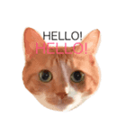猫 大スキ（個別スタンプ：1）