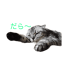 猫 大スキ（個別スタンプ：2）
