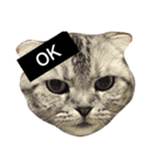 猫 大スキ（個別スタンプ：3）