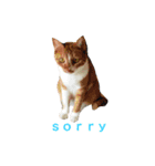 猫 大スキ（個別スタンプ：4）
