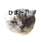 猫 大スキ（個別スタンプ：5）