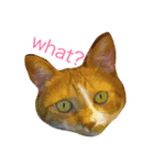 猫 大スキ（個別スタンプ：8）