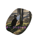 ねこのきまぐれ（個別スタンプ：1）