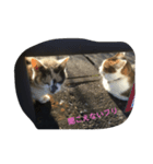 ねこのきまぐれ（個別スタンプ：2）