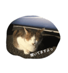 ねこのきまぐれ（個別スタンプ：3）