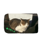 ねこのきまぐれ（個別スタンプ：5）