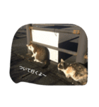 ねこのきまぐれ（個別スタンプ：6）